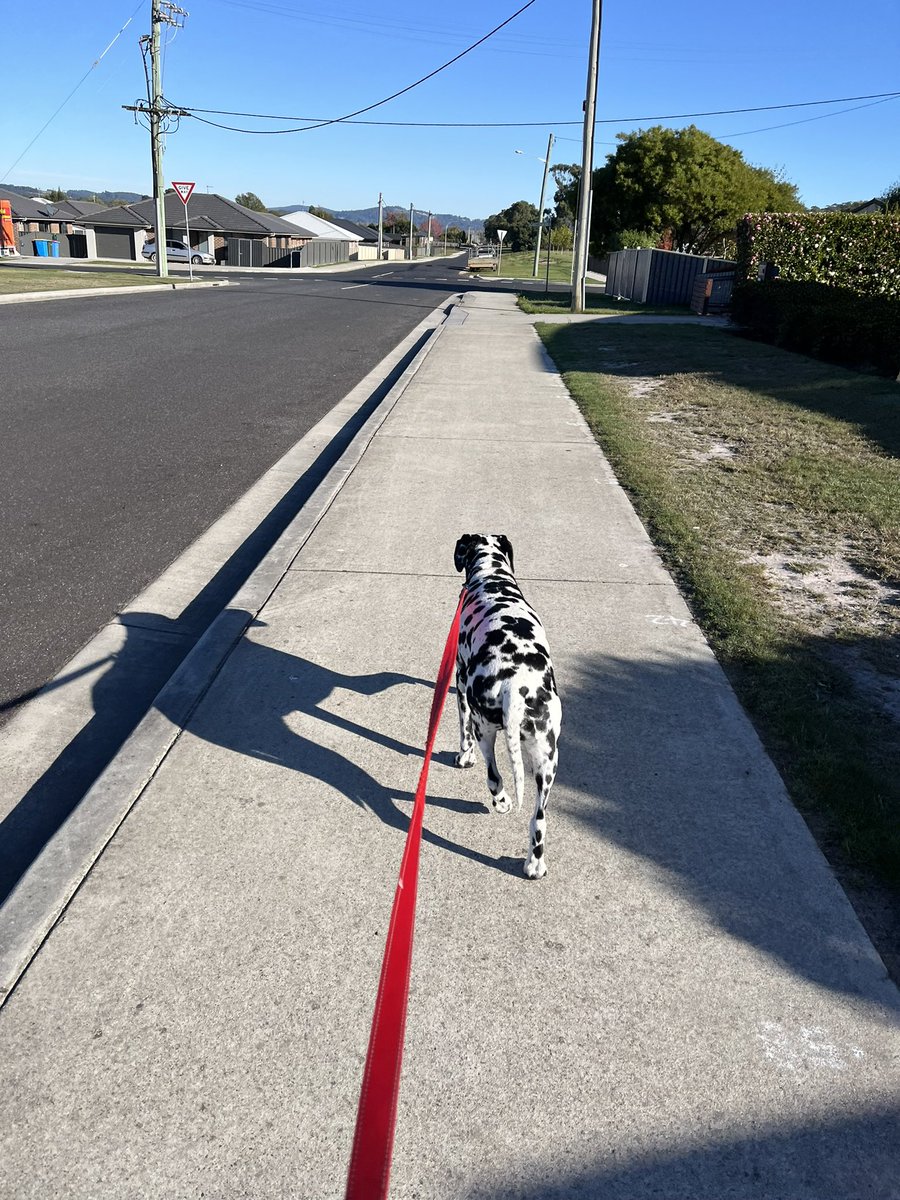 JudithClarke54's tweet image. Blue sky, frosty grass, no wind and a nice running temp. Tyra came with me for a streets run for the first 5k then I dropped her home before finishing my second 5. Nice way to start the day hoping yours is as nice #enjoy #runningwithdogs