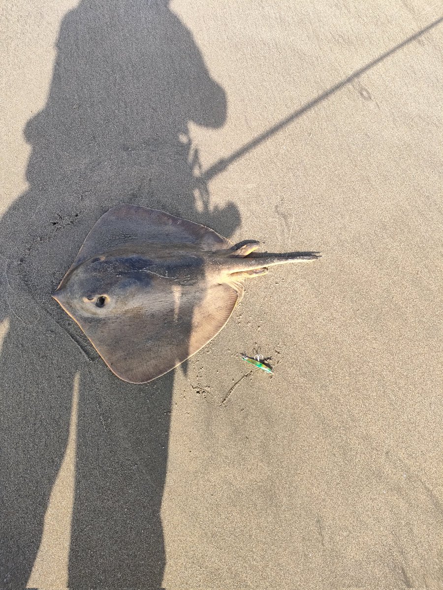 このエイを釣り上げた一投後にまたエイをかけてしまった💦
サイズもかなり大きくて全く上げられず波打ち際にてルアーロスト。
明日は筋肉痛確定！