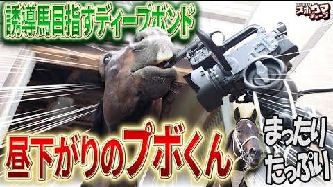 【セカンドキャリア】 ディープボンド 誘導馬デビューへ奮闘中 昨年まで４年連続春天出走の人気馬
keiba.sponichi.co.jp/column/2025050…