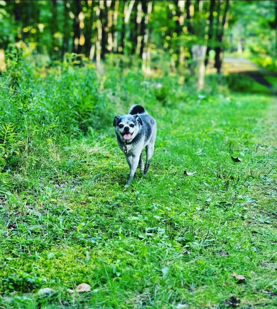 Our dog Meatball passed away last night. If you see this, send him a hug and kiss. We love you Meaty.