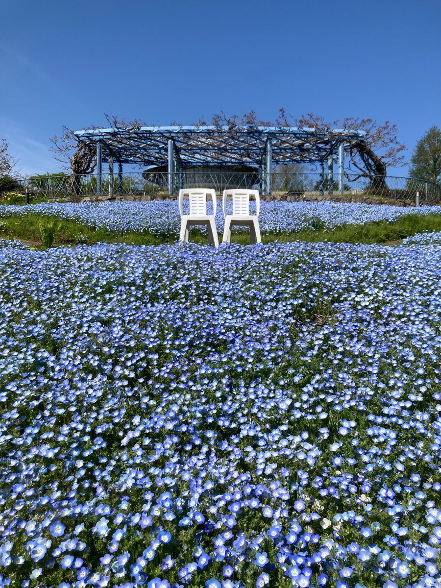 比叡山・京都・花】今朝の藤の丘は空色のネモフィラと青空が相まって