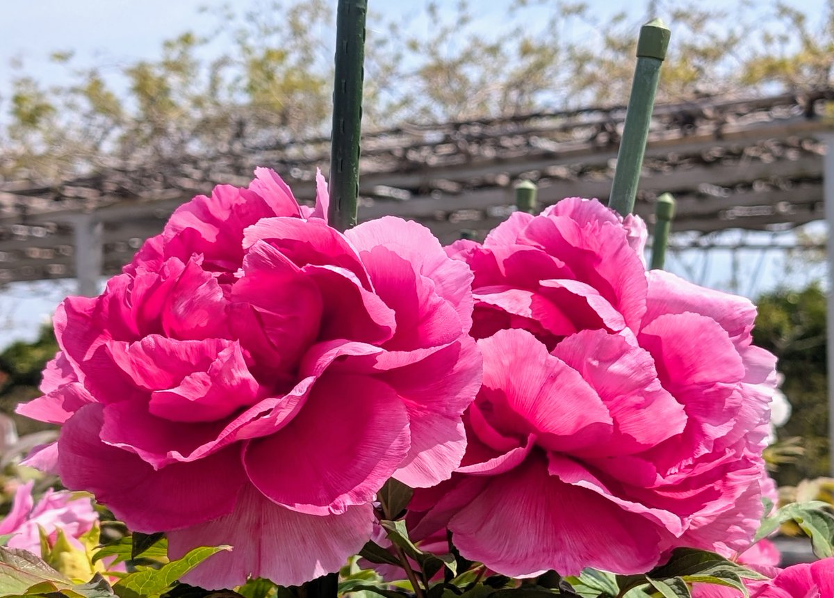花まつり情報】 〈開花状況〉 牡丹ー咲き始め 藤ーごく咲き始め 芍薬ー
