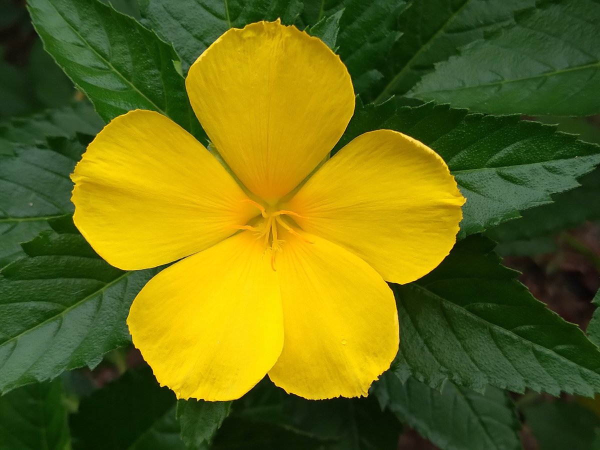 MindFuelNZ's tweet photo. 🌿 Herb of the Month: Damiana 🌿
Relax, uplift, and awaken the senses with this legendary botanical.
✨ 15% OFF all Damiana
✨ FREE 3g sample with every order
Blog is live now → https://t.co/Qh80IUmvUE
#Damiana #HerboftheMonth #MindFuelSmartshop #ElevatedBotanicals #LoveHerbs https://t.co/SuqR6NKcZm