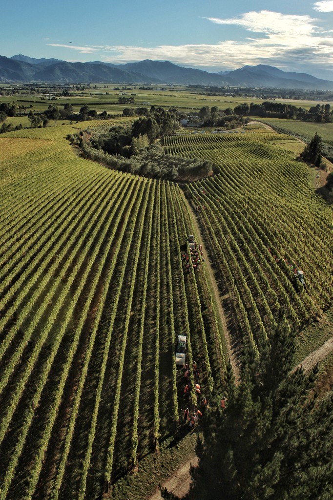 Dog Point Vineyard tweet media