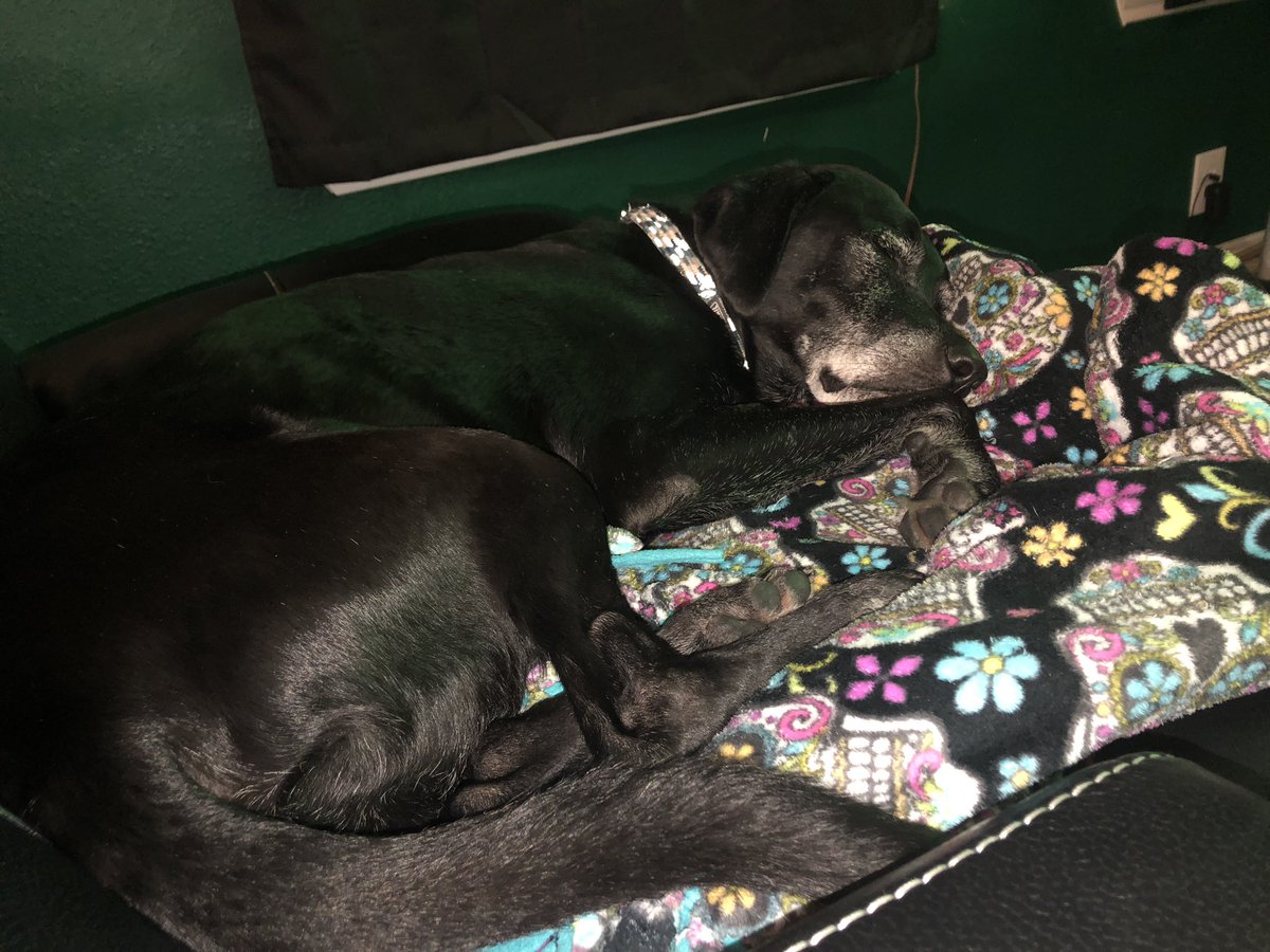 bqaggie's tweet image. Happy birthday Dakota! Mommy and daddy love you!! #SugarFace #MethLab 🐶❤️ #AdoptDontShop #RescuedDogs #MyBoys