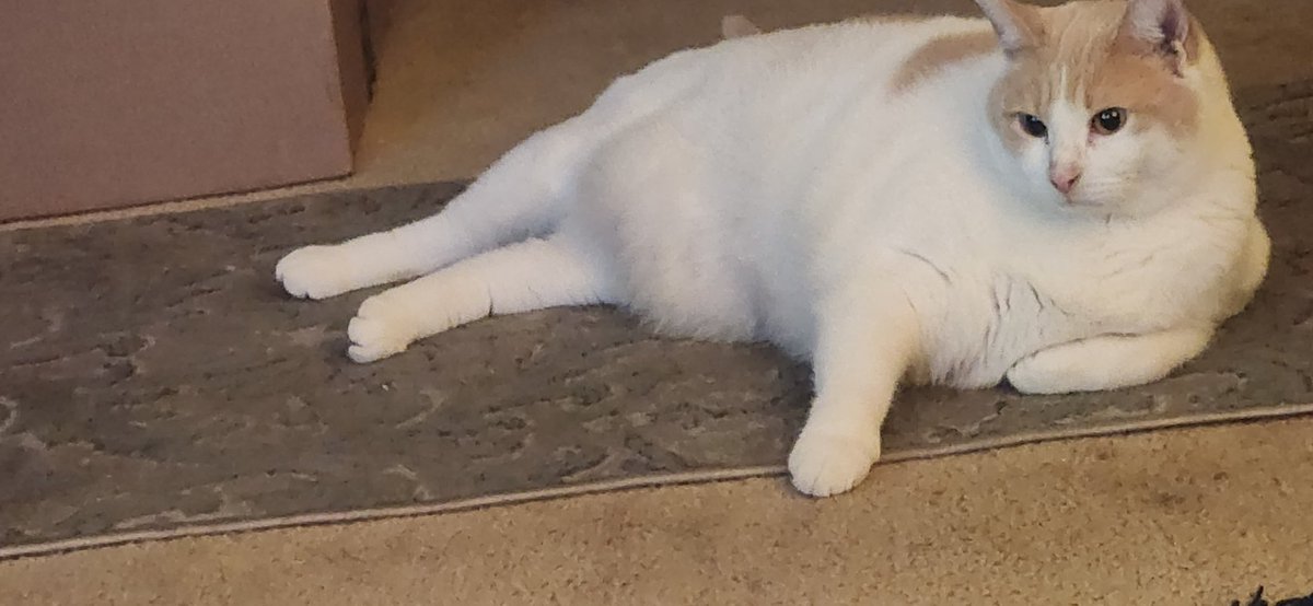 He's not fat,he's big boned
#CatsOfTwitter