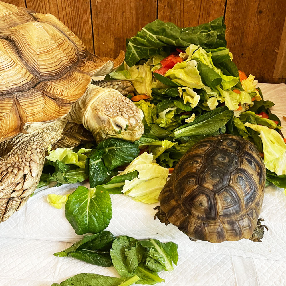 reptilescafe's tweet photo. 気温上昇中の横浜
お店は営業中(11時〜17時、L.O.16時)です
なお、GW期間は
5月1日(木)〜6日(火)営業
7日(水)〜9日(金)休業
となります
写真は
#ケヅメリクガメ さんと #ギリシアリクガメ さんです
#爬虫類カフェ #reptilescafe
#AfricanSpurredTortoise
#ギリシャリクガメ
#GreekTortoise https://t.co/WYaU592Jk8