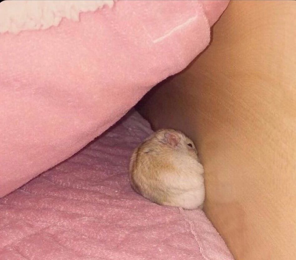 ⁣　⁣　𝒏͟𝒐𝒕　𝖆　𝓽𝒉𝒓𝒆𝒂𝒕. tweet media