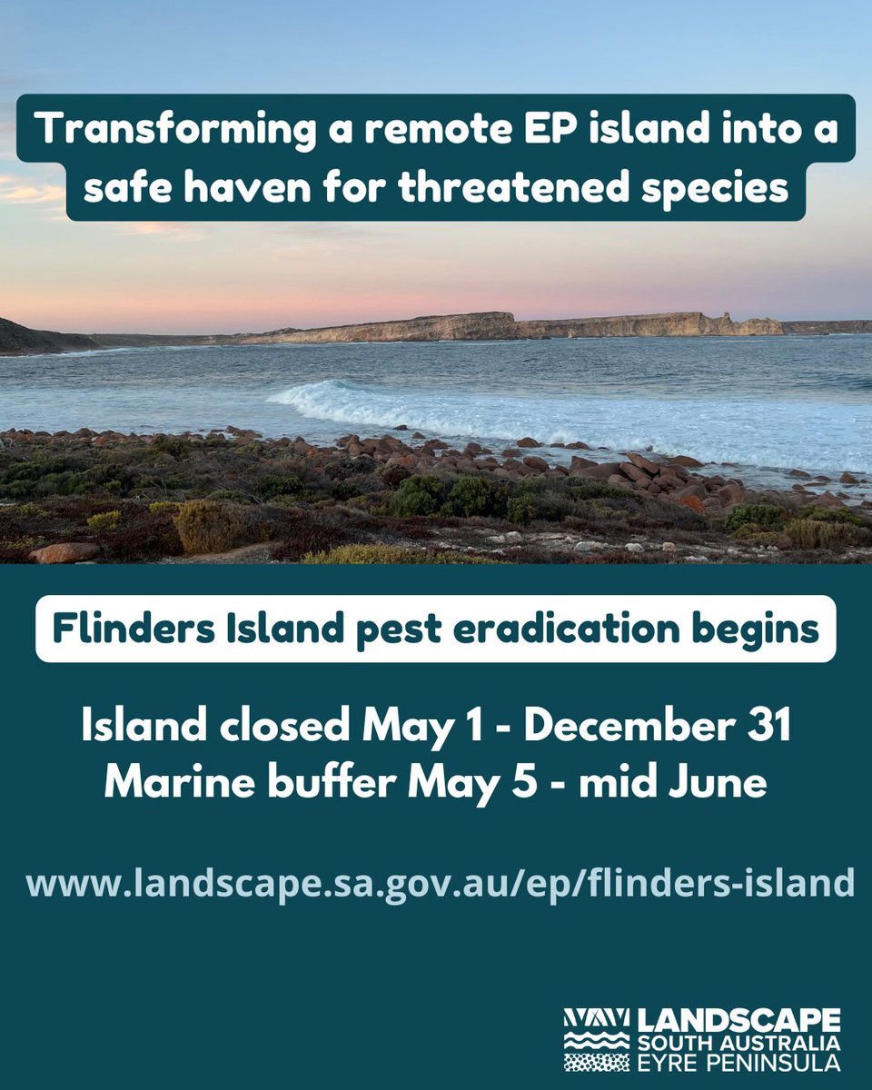 Eyre Peninsula Landscape Board (@eplandscapesa) on Twitter photo Today we start rodent & feral cat eradication on Flinders Island, a vital milestone for transforming it into a safe haven for threatened species 🐾
#flindersislandsa is now closed to visitors for the health & safety of the public and success of the operation.
<a href="/envirosanews/">SA Department for Environment & Water</a> Today we start rodent & feral cat eradication on Flinders Island, a vital milestone for transforming it into a safe haven for threatened species 🐾
#flindersislandsa is now closed to visitors for the health & safety of the public and success of the operation.
<a href="/envirosanews/">SA Department for Environment & Water</a>