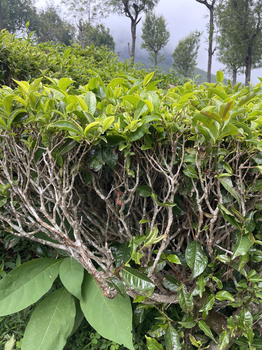 A cross-section of a tea plant. The fascinating branching pattern that is created by the plucking &amp; pruning. These bushes are 30-y young. Average age of a tea plant in Nilgiris is said to be 70-y.