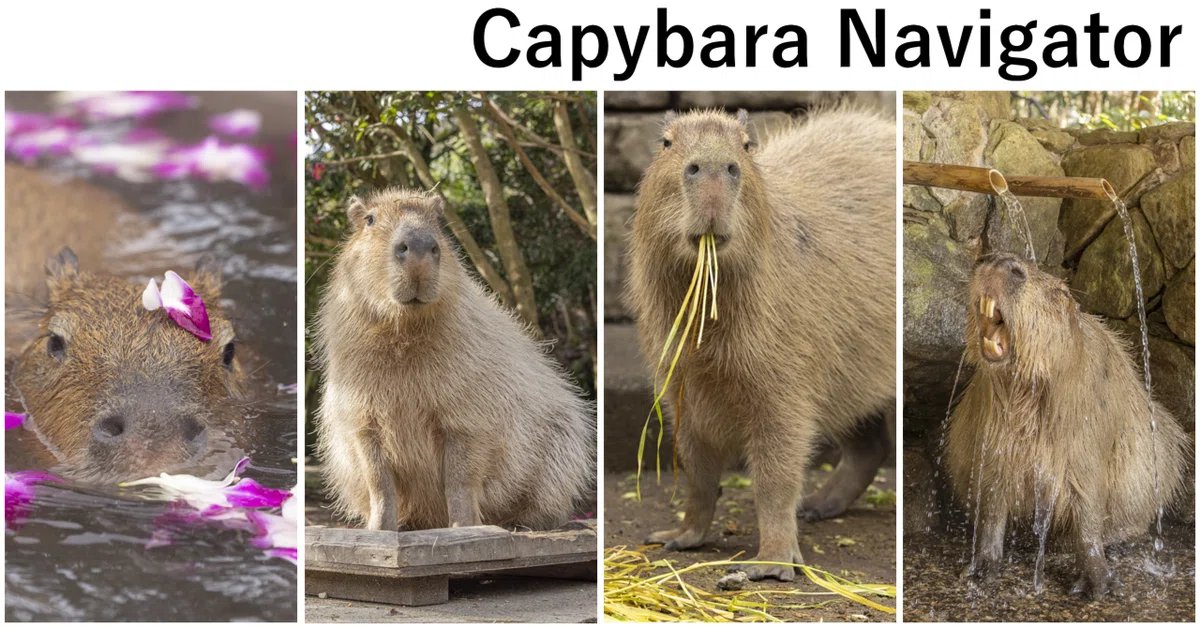 Capybara (@java_alice) on Twitter photo 