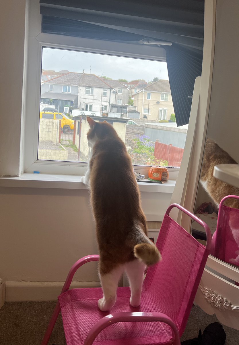 Franklin tweet media