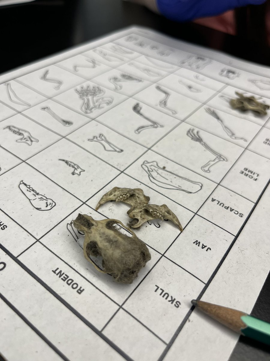 Lyndhurst Middle School tweet media