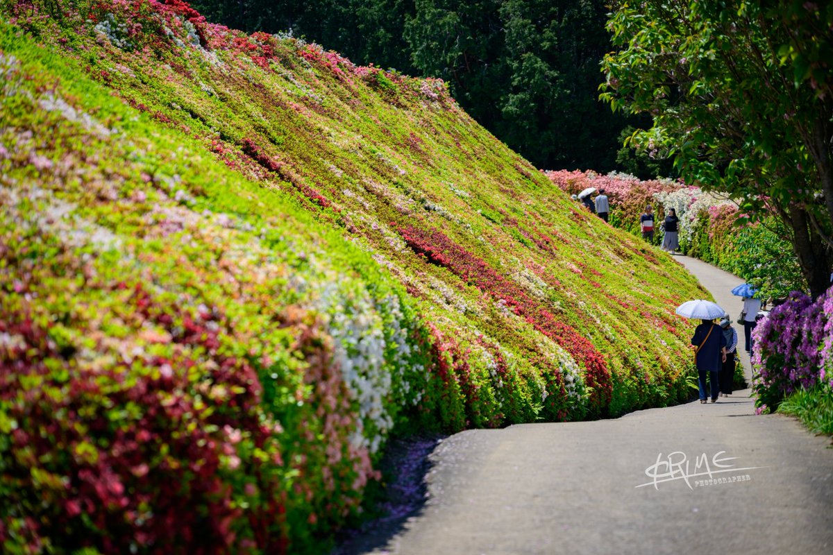 krime64Impala's tweet photo. 躑躅『つつじ』
Life with Nikon
#LifewithNikon
#Nikon https://t.co/aFK9neAeb4