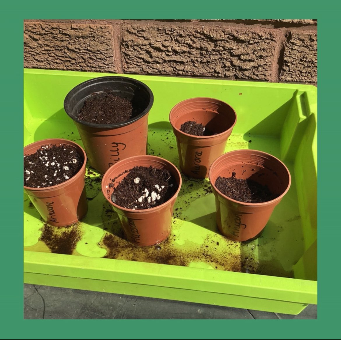 SpecialEdHead FCCT (@anson_kari) on Twitter photo 🌱 Excited for #NationalGardeningWeek <a href="/BraysSchool1/">Brays School</a> We’re one of the few Birmingham schools in the Gardening Guru programme! 🌿 Pupils planted seeds with Lindsay the gardener, starting our journey to grow herbs and food sustainably! 🥕 #GardeningGuru #BraysSchool 🌱 Excited for #NationalGardeningWeek <a href="/BraysSchool1/">Brays School</a> We’re one of the few Birmingham schools in the Gardening Guru programme! 🌿 Pupils planted seeds with Lindsay the gardener, starting our journey to grow herbs and food sustainably! 🥕 #GardeningGuru #BraysSchool