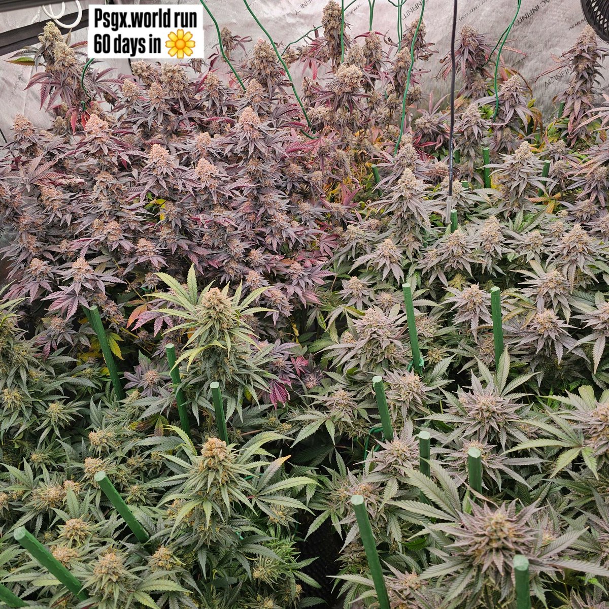 The Sleepy Gnome (@sleepygnomegrow) on Twitter photo 