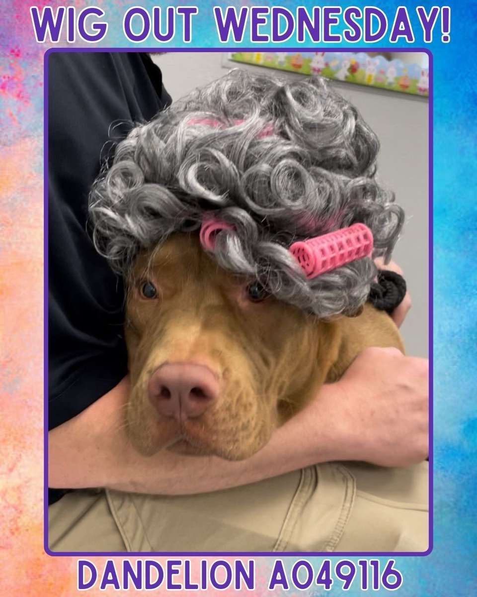 It’s Wig Wednesday, and while Dandelion may not have loved the old-lady wig with curlers we picked for him (he says he prefers a more rugged look), he was absolutely thrilled to get all the attention that came with it! 👵💕💪

This big-boned, big-hearted goofball is as sweet as