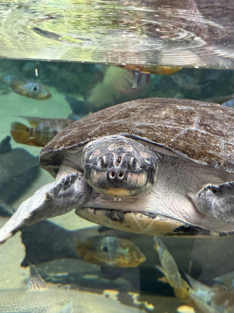 Mrs. Rodebaugh tweet media