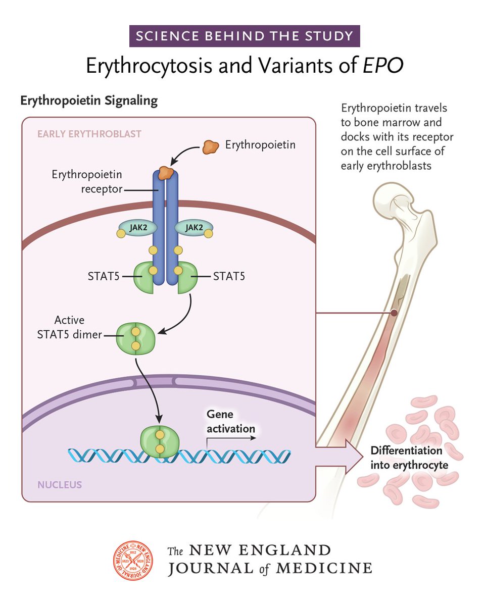 NEJM (@nejm) on Twitter photo In a new editorial, Dr. Mary Frances McMullin explores the scientific foundations and clinical implications of a study on variant EPO and erythrocytosis.
Read “Erythrocytosis and Variants of EPO” by Mary Frances McMullin, MD, from <a href="/QUBelfast/">Queen's University Belfast 🎓</a>: nej.md/3YmAnNU In a new editorial, Dr. Mary Frances McMullin explores the scientific foundations and clinical implications of a study on variant EPO and erythrocytosis.
Read “Erythrocytosis and Variants of EPO” by Mary Frances McMullin, MD, from <a href="/QUBelfast/">Queen's University Belfast 🎓</a>: nej.md/3YmAnNU