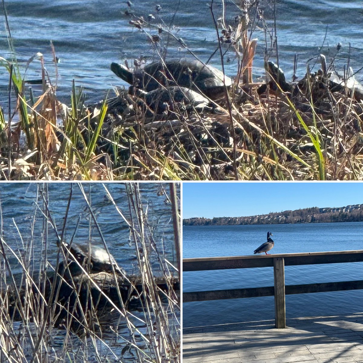 The sun brought everyone out today☀️ My first turtle sighting this year 🐢