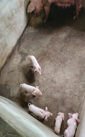 FAOCaribbean's tweet photo. 🇱🇨St Lucian farmers that took part in artificial insemination trials have noticed healthier piglets that are showing a difference in birth weight & early development versus piglets born naturally. These efforts were part of FAO pig production training towards #valuechains4change https://t.co/F5JLNUrKjE