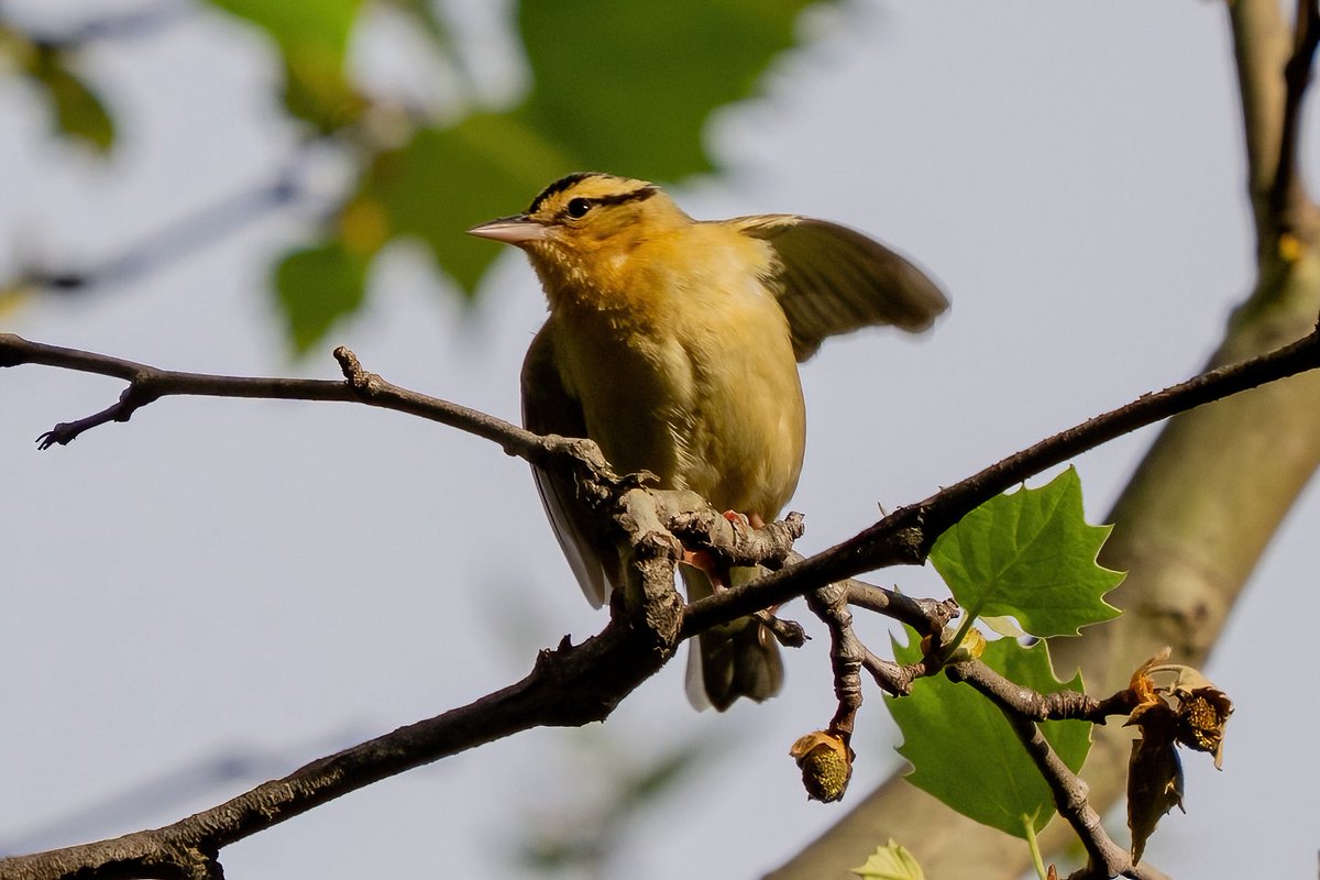 mitoGFP's tweet photo. Worm eating warbler  @CentralPark_NYC Weekend walk with   @BirdingBobNYC and @DAllenNYC  #birdcpp #BirdsSeenIn2025 #birding #BirdTwitter  #BirdsofNYC @BirdCentralPark #BirdsOfTwitter #birdphotography #NewYorkCity #springmigration #warbler https://t.co/ADQgJh0YDg