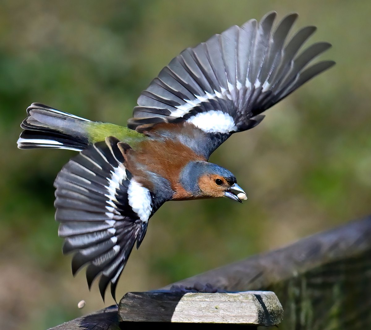 Chaffinch wings! 😀
 Taken recently at RSPB Ham Wall in Somerset. 😊🐦