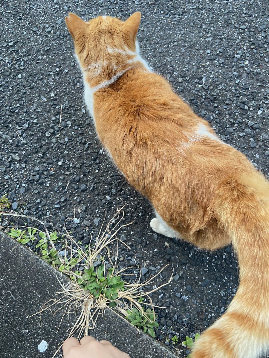 私を見つけたら必ずおはよう、こんにちは、こんばんはって言うみたいに必ず「ニャー」と鳴いてくれた