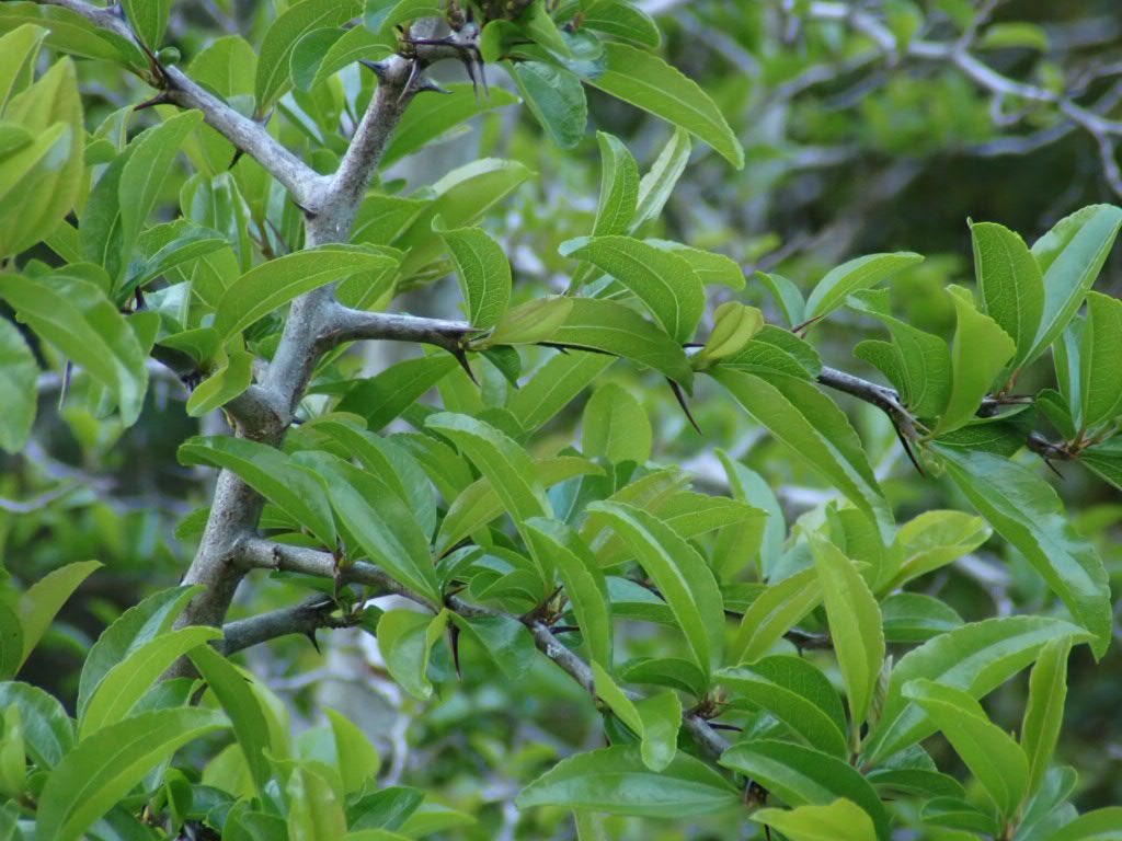 ハマナツメ
とげっとげ、かっこいい