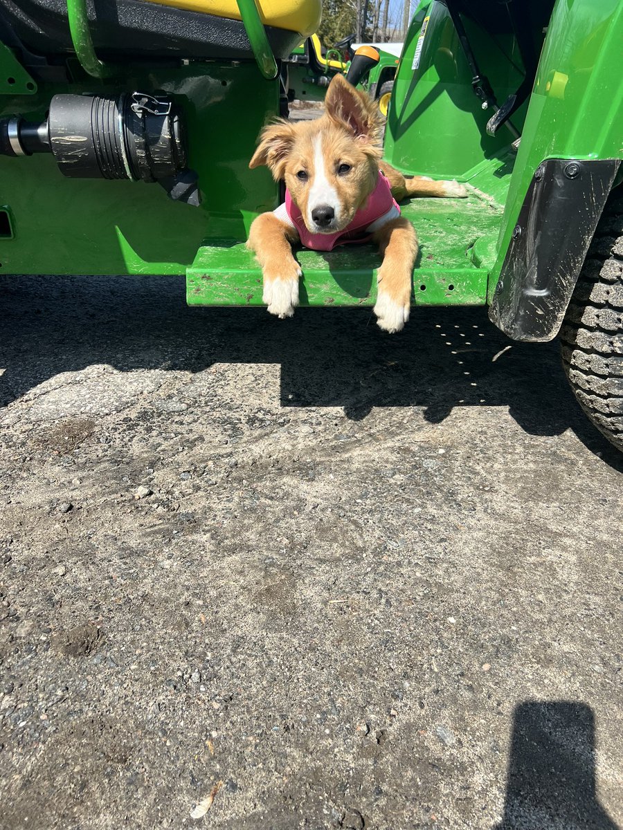 Things are starting to ramp up for the season, including our goose chasing lessons <a href="/DogsOfTurf/">Dogs Of Turf</a>