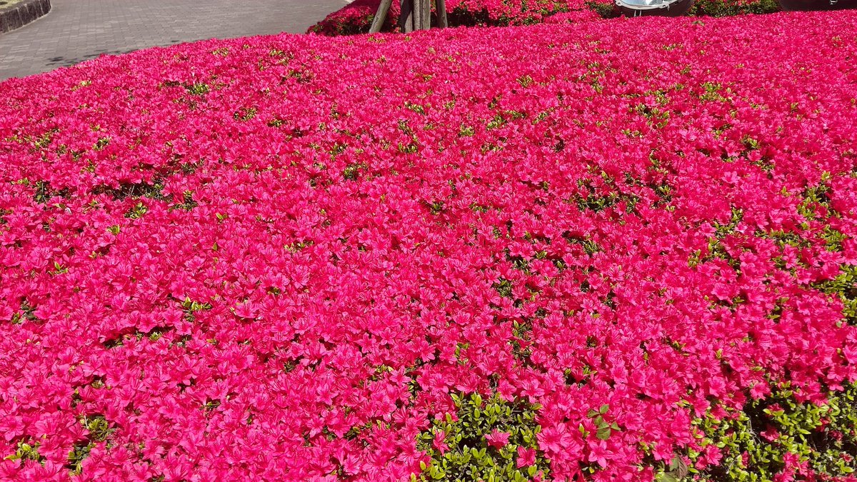 イベント限定アクセって頭のアクセと、もう1つはどれを使うのかな？

ツツジがめっちゃ綺麗なり😍

 #ディズニーステップ