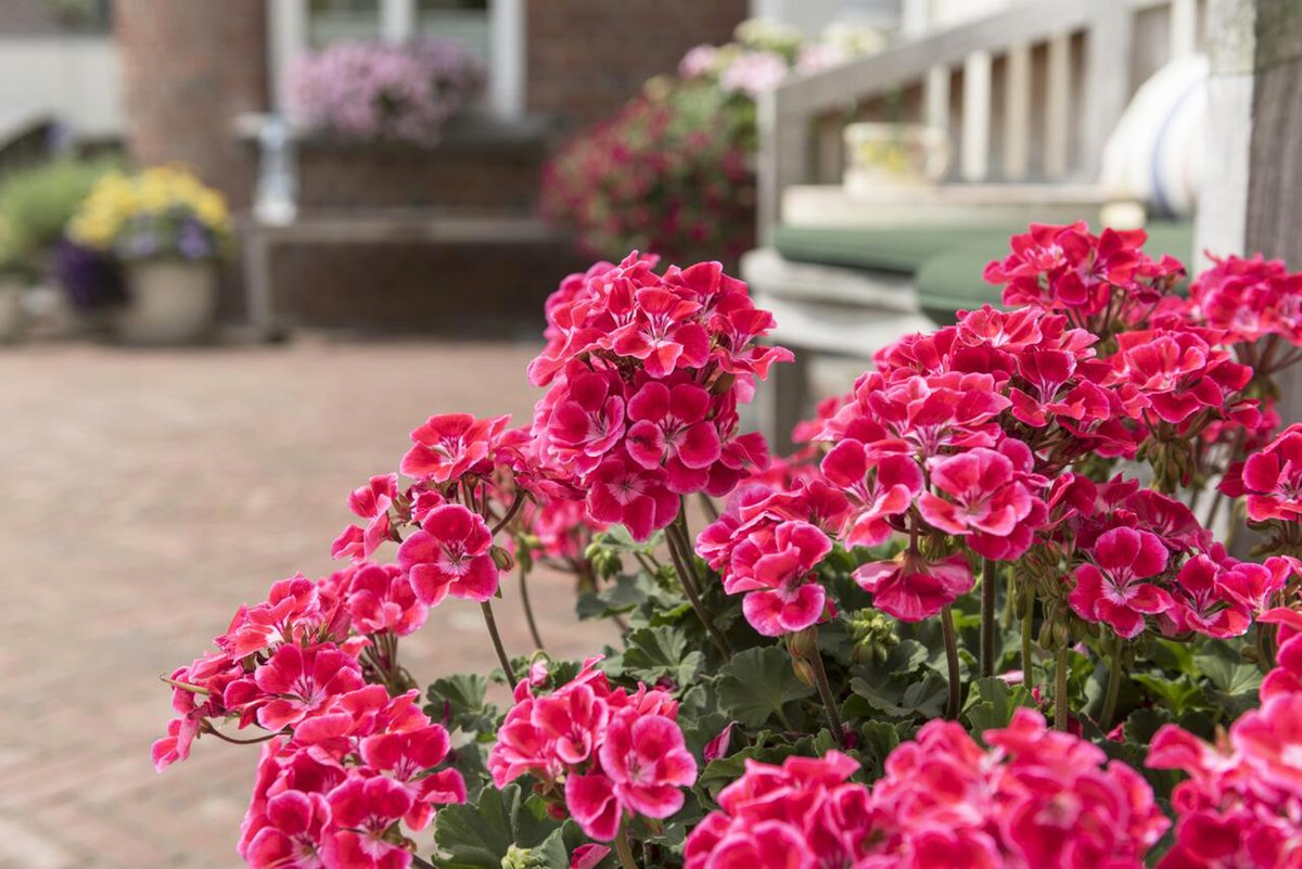 These five gorgeous new geraniums for 2025 will bring superior performance to your garden beds &amp; patio planters:
winnipegfreepress.com/arts-and-life/…

#gardening #flowers #newplants #patios #gardens