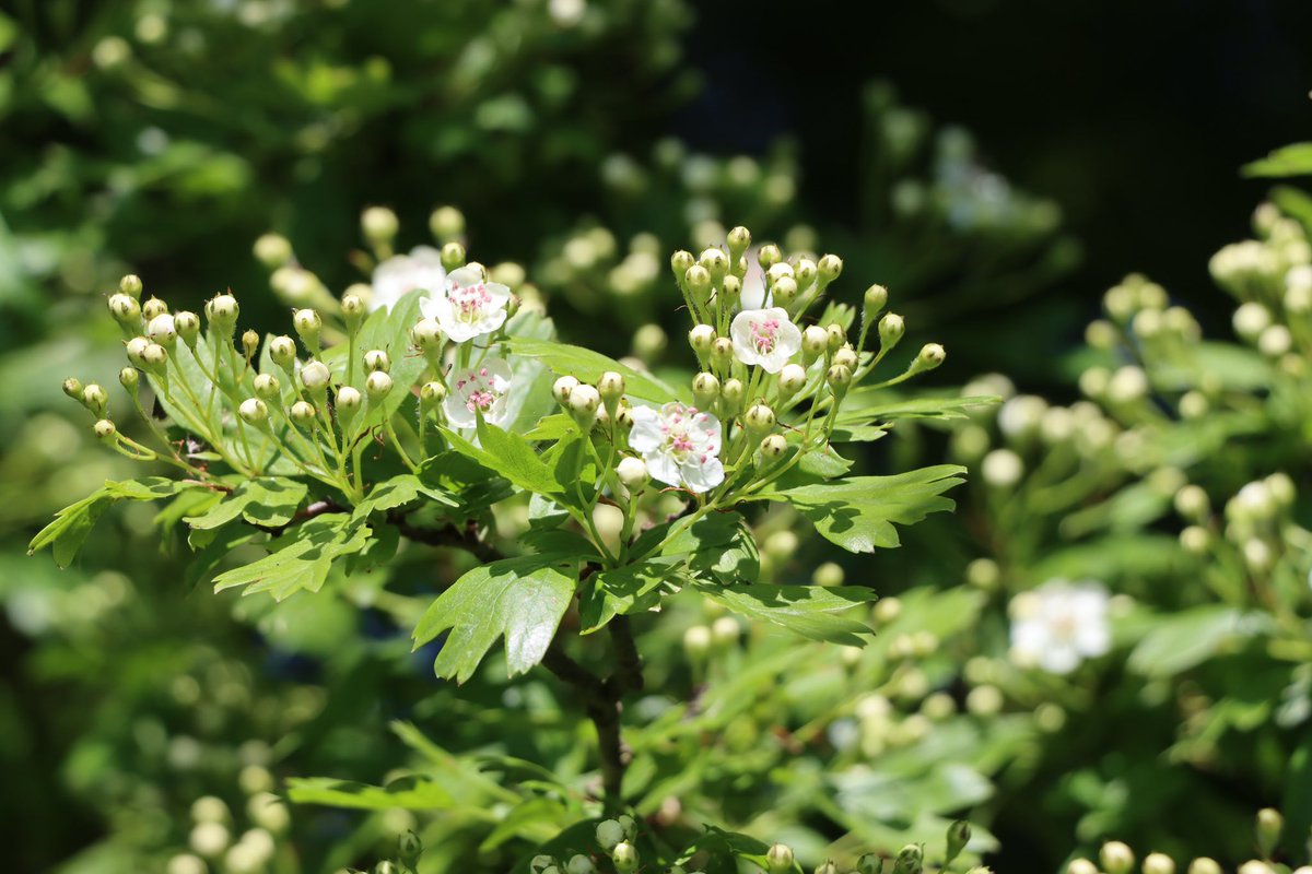 De #hagedoarnen begjinne te bloeien. 
#NoardlikeFryskeWâlden
<a href="/VerenigingNFW/">Vereniging NFW</a> 
#flora_opdeboerderij 🐄

🎶 ‘Maimoanne pronkseal' binne de Wâlden: ‘t Hôf klaeid yn bloeiselwyt, geal sjongt en slacht’ (út De Wâldsang)