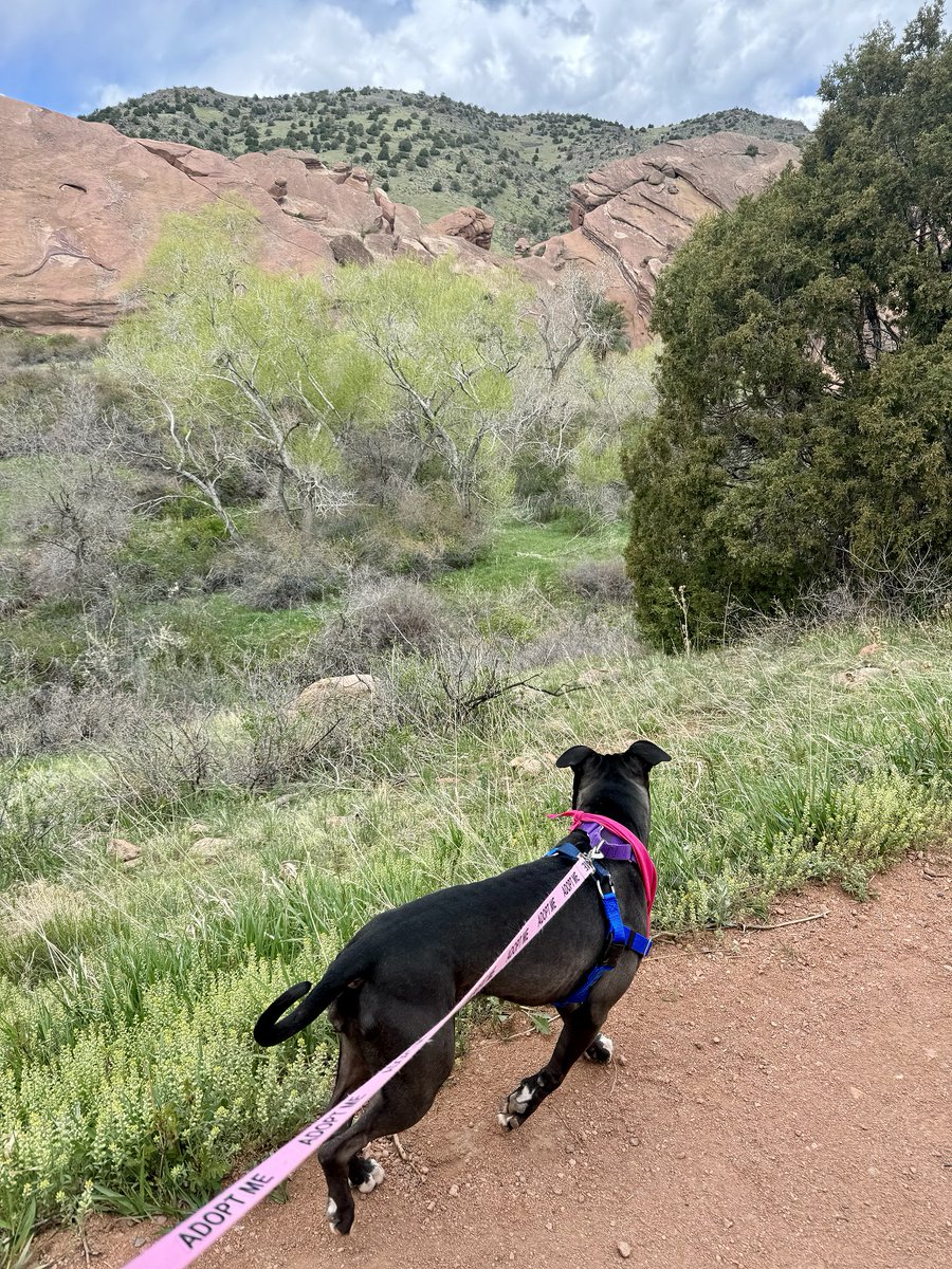 Red Rocks Park & Amphitheatre (@redrocksco) on Twitter photo It's #NationalAdoptAShelterPetDay, so we had an adventure with Bubbie, a 3 year old American Pit Bull Terrier available for adoption from <a href="/DASanimals/">Denver Animal Shelter</a> βοΈ
Learn more about Bubbie & other adoptable pets plus other resources the shelter provides at DenverAnimalShelter.org πΎ It's #NationalAdoptAShelterPetDay, so we had an adventure with Bubbie, a 3 year old American Pit Bull Terrier available for adoption from <a href="/DASanimals/">Denver Animal Shelter</a> βοΈ
Learn more about Bubbie & other adoptable pets plus other resources the shelter provides at DenverAnimalShelter.org πΎ