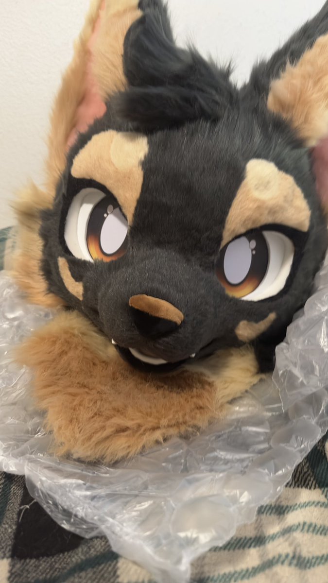 thatlilpupper's tweet photo. oh yeah pupper is real now btw you prolly won’t see much of her but i had to show you guys https://t.co/NTubeKgNvm