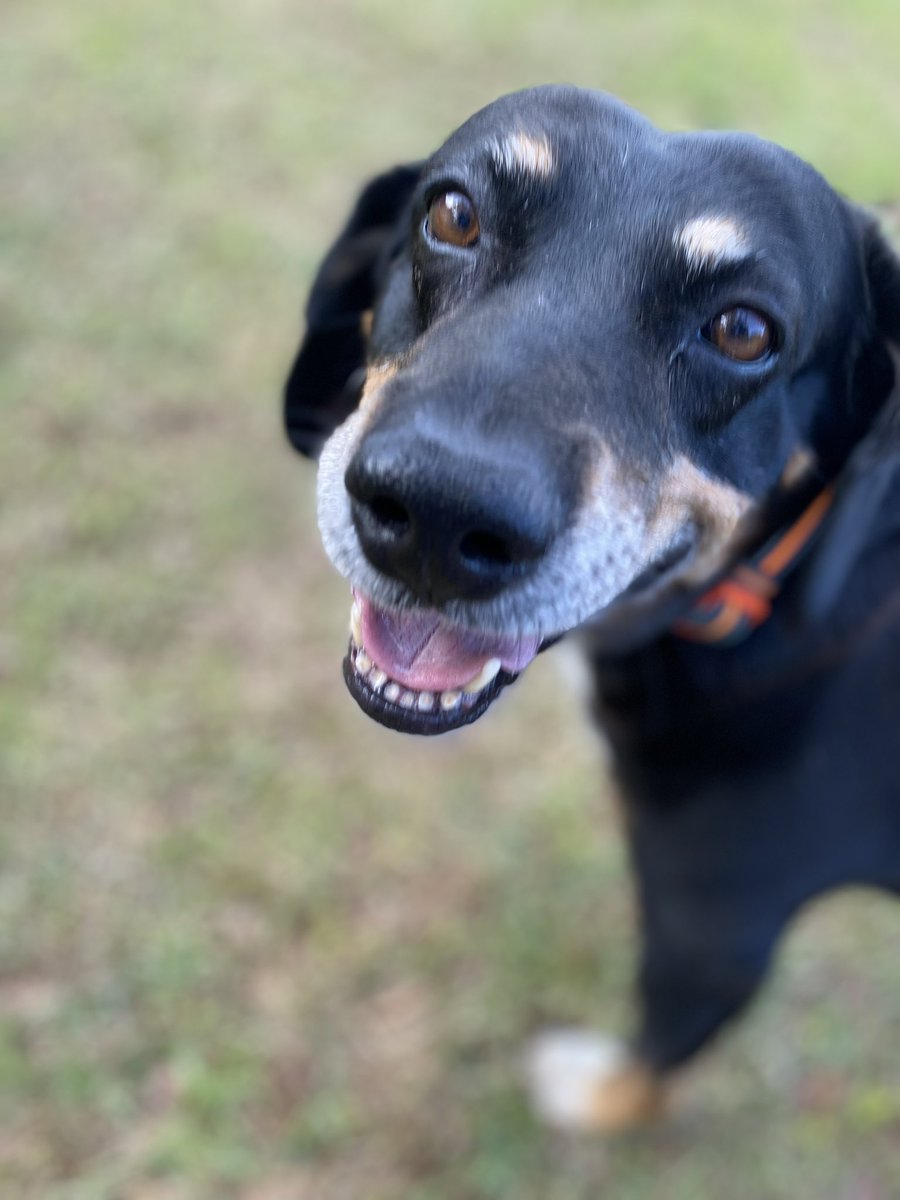 Pedro is getting old and grey but he’s still a good boy and a happy dog.