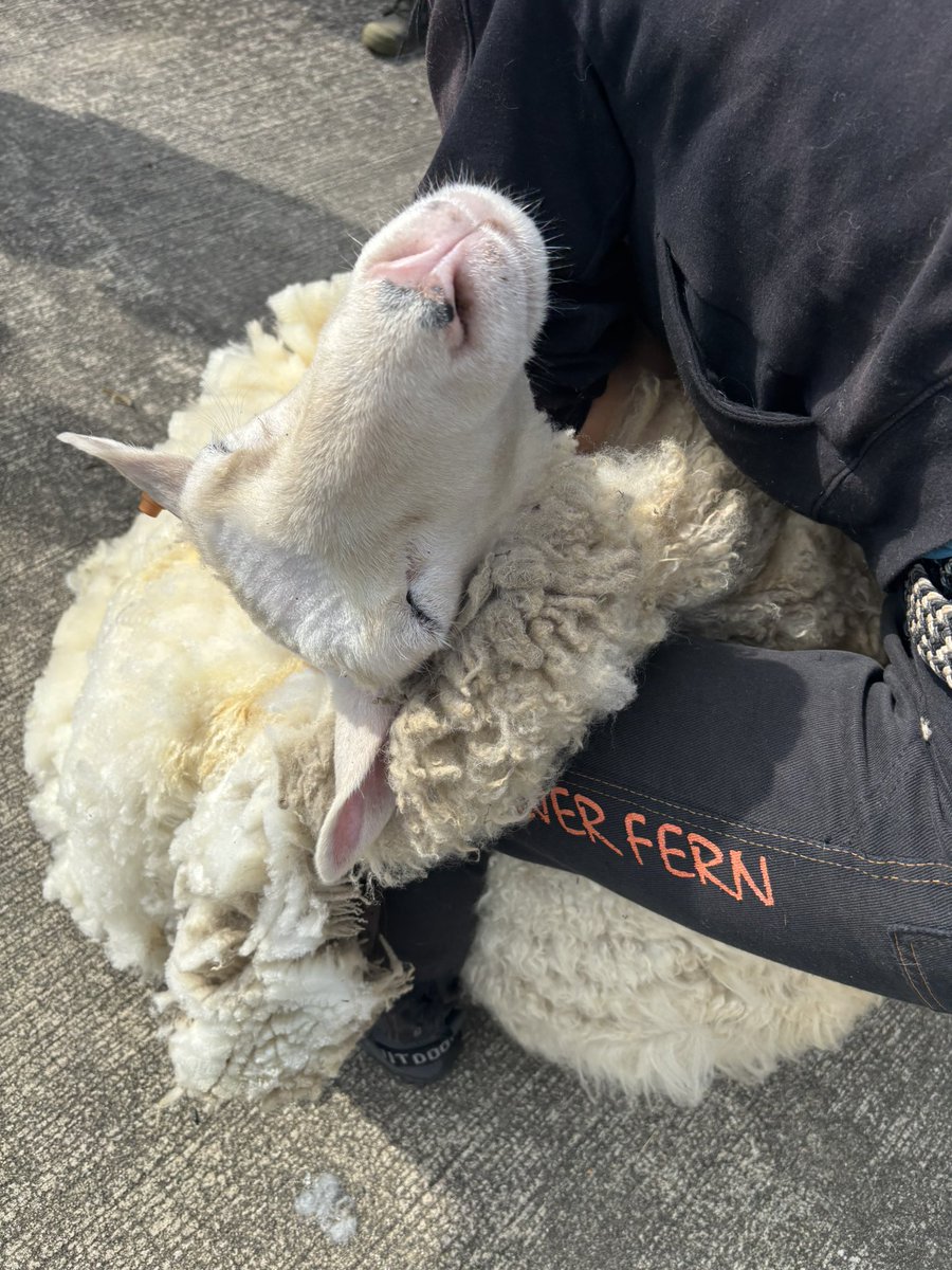 毛刈りしてもらった
庭飼いララ
この子はホンマに大人しい。
毛は長めで特に特徴のない
普通の毛です。