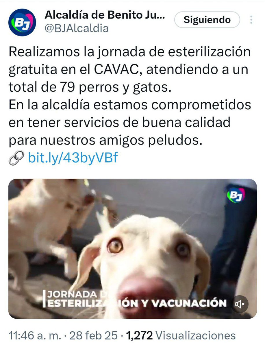 $696 mil pesos, 79 esterilizaciones, 100 vacunas ¿Y el resto del dinero?

De enero a marzo de 2025, la alcaldía Benito Juárez debió de gastar $696 mil pesos para bienestar animal.

Pero con ese dinero público, solo reportaron la esterilización de 79 animales y la aplicación de