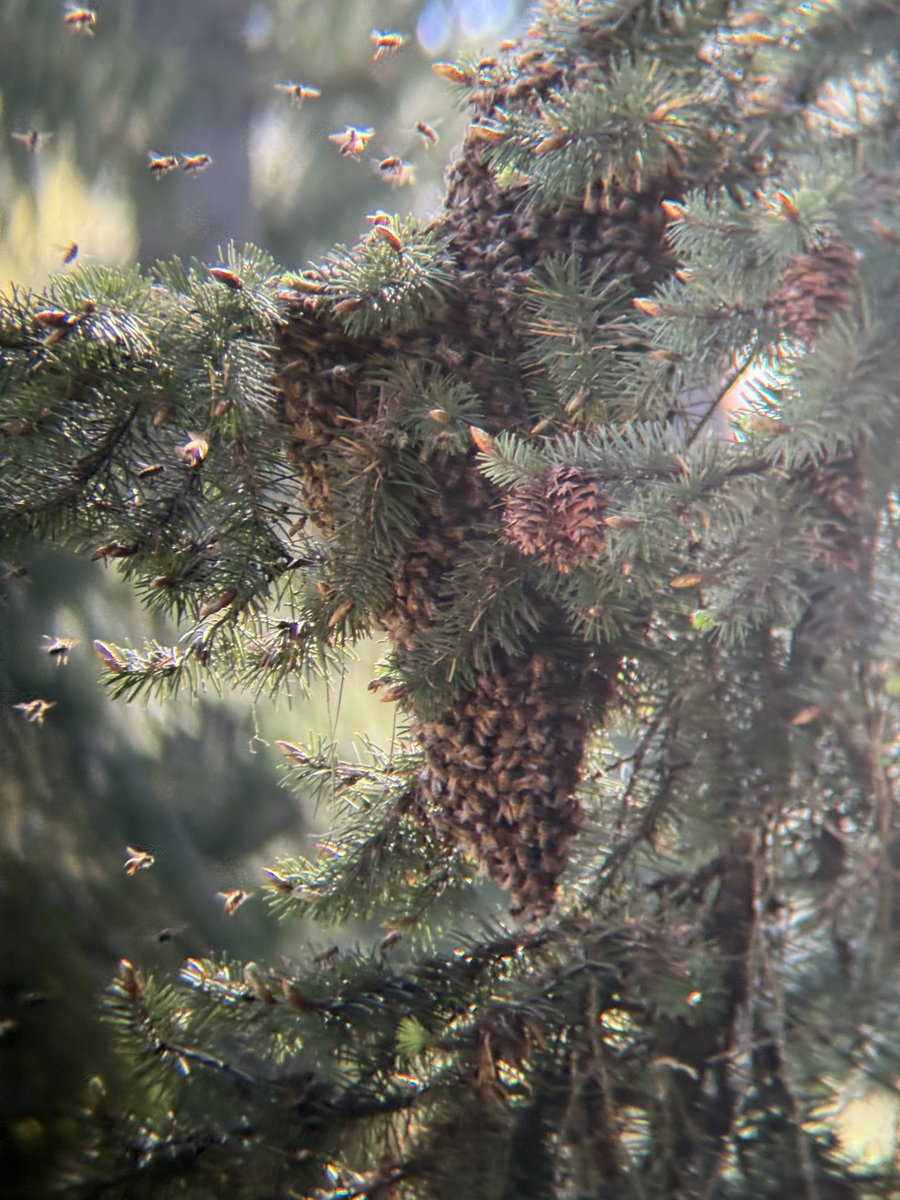 Just had a massive swarm of bees decide my back tree next to the house is their new home. 

Are they friends or foes. Yet to be determined.