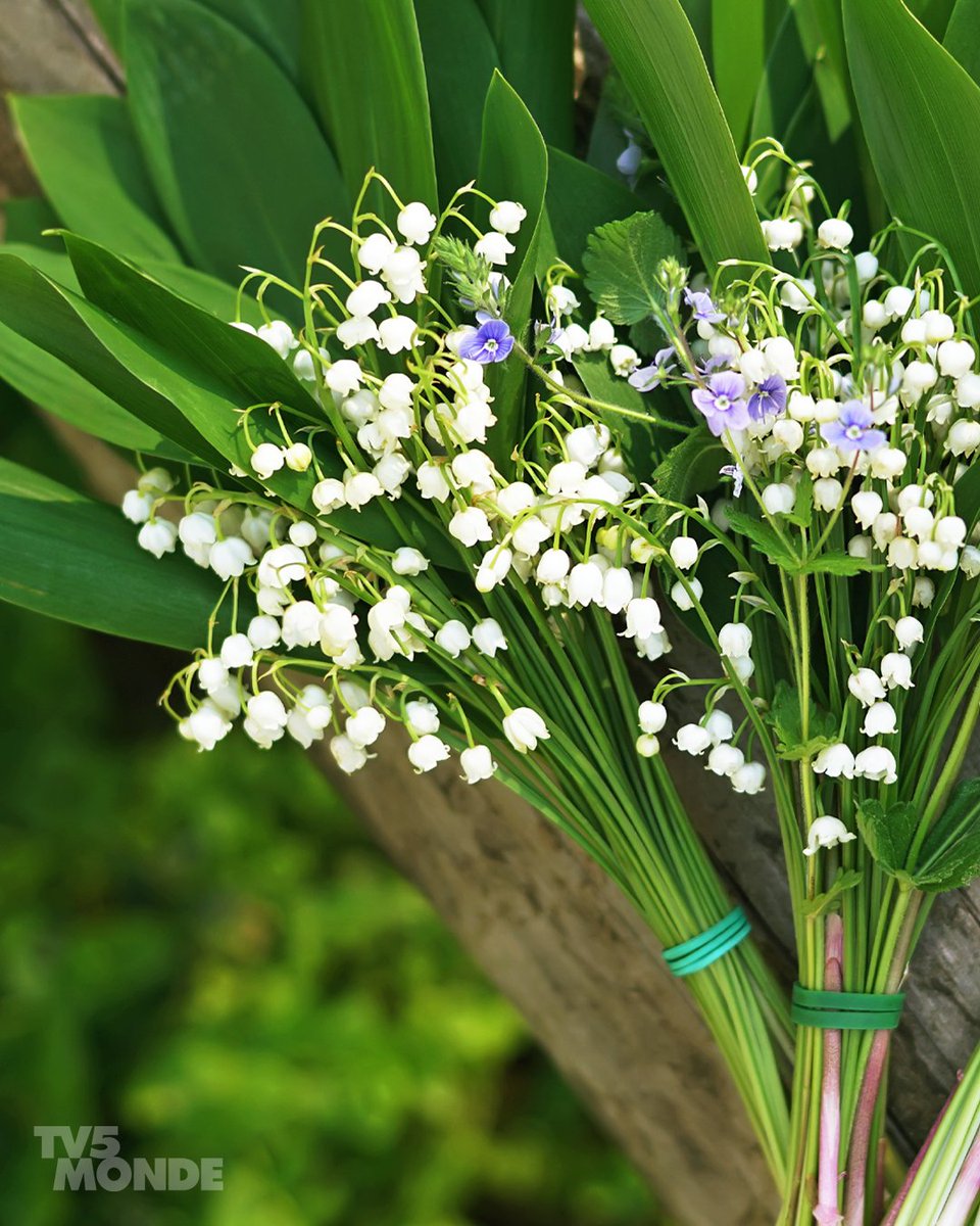 本日5月1日は #スズランの日
スズランはフランス語で #muguet

フランスではこの日に、愛する人やお世話になっている人にスズランを贈る習慣があります。❤