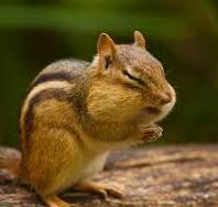 ChipmunkProphet's tweet photo. @JamesOKeefeIII @ChipmunkProphet praying for you; https://t.co/UtKTXMw3W4
