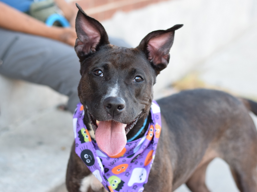 ASPCA (@aspca) on Twitter photo It's National #AdoptAShelterPetDay, and we'd like to take the time to show off some longer-stay adoptables from our amazing partner, <a href="/NYCACC/">Animal Care Centers of NYC</a>! Miss Missy, Handsome Bobandsome, Dior, Pretty and Aldo are all hoping they catch your eye. Learn more here: nycacc.app It's National #AdoptAShelterPetDay, and we'd like to take the time to show off some longer-stay adoptables from our amazing partner, <a href="/NYCACC/">Animal Care Centers of NYC</a>! Miss Missy, Handsome Bobandsome, Dior, Pretty and Aldo are all hoping they catch your eye. Learn more here: nycacc.app