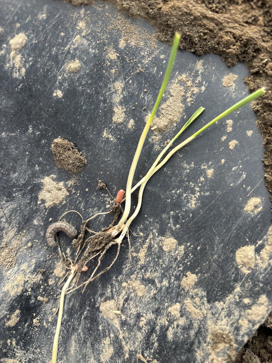 If you’re wondering why the Durum looks like it got a buzz cut; dig. #cutworm #scout25