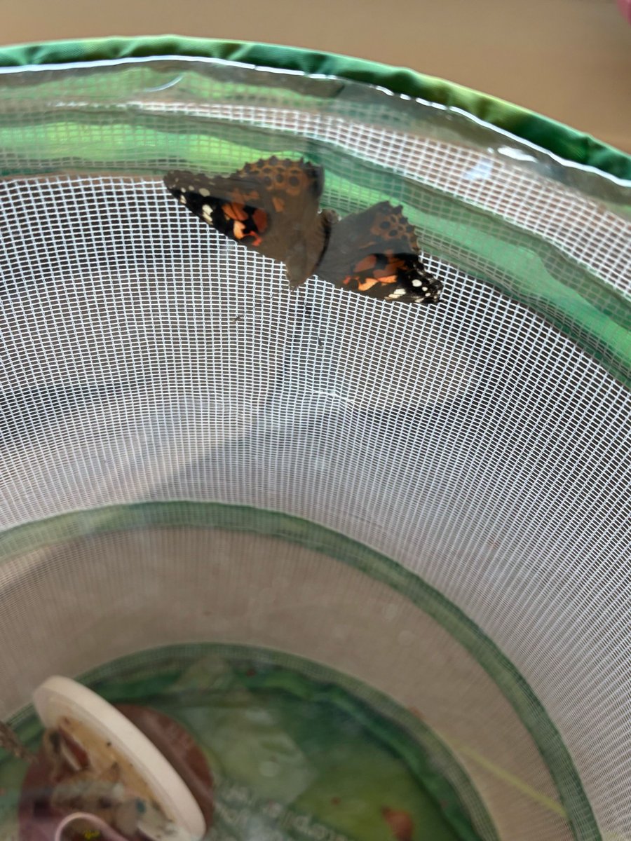 CoyoteWillowFS's tweet photo. K–2 is studying life cycles! 🐞 crawl, 🐛 turn into 🦋, and tadpoles are growing into 🐸. Our young scientists are keen observers of nature’s transformations! #WhatsUpWednesday #CoyoteWillowProud https://t.co/I6NknCz4xP