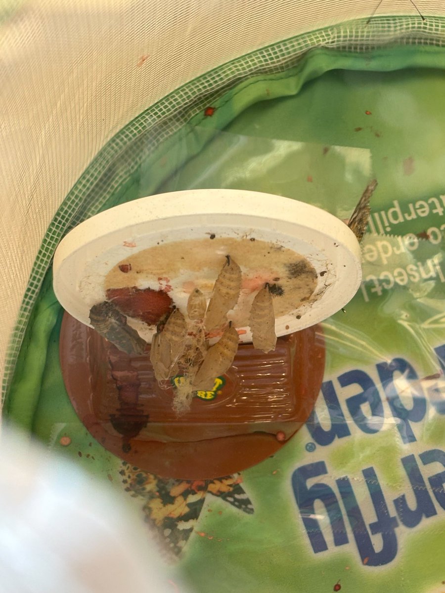 CoyoteWillowFS's tweet photo. K–2 is studying life cycles! 🐞 crawl, 🐛 turn into 🦋, and tadpoles are growing into 🐸. Our young scientists are keen observers of nature’s transformations! #WhatsUpWednesday #CoyoteWillowProud https://t.co/I6NknCz4xP