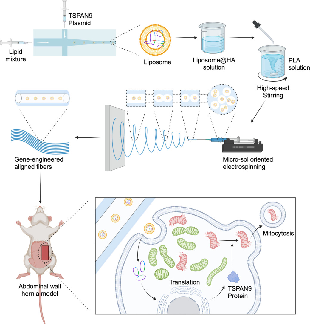 JCRnEDITORS's tweet photo. Promoting mitocytosis via gene-engineered aligned fibers for fascia regeneration.
| Xinliang Chen @sjtu1896 |
[50 days' free access]
#GeneDelivery #nanofiber #mitocytosis #TissueRepair 
https://t.co/sWz5z7x4bZ https://t.co/bwr7qz93Mh