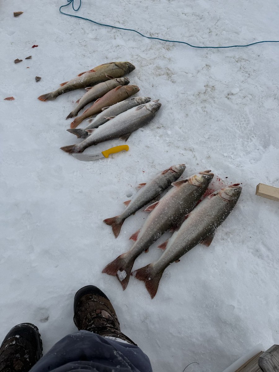 Fish from the nets, Sanikiluaq NU