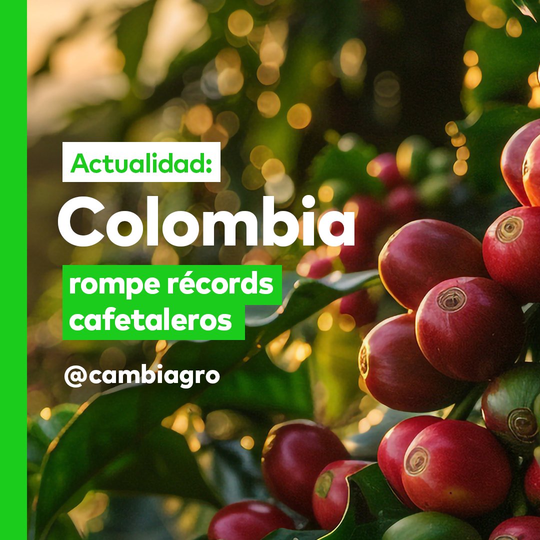 cambiagro's tweet photo. 📊 𝐂𝐚𝐟𝐞́ 𝐜𝐨𝐥𝐨𝐦𝐛𝐢𝐚𝐧𝐨 𝐜𝐨𝐧 𝐚𝐫𝐨𝐦𝐚 𝐚 𝐫𝐞́𝐜𝐨𝐫𝐝: LEA EL HILO 🪡🧵 https://t.co/R97sfvrjKc