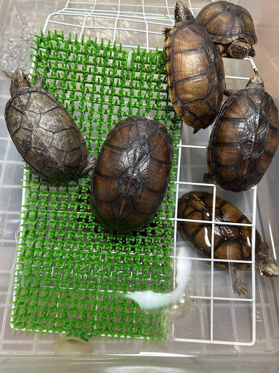 ハナナガドロガメの繁殖再開計画は思うように進みません。オスを落としてしまい、新たなオスを導入したら、これが沈まないし、バタバタで使えないオスでした。それでも最近は少し慣れたのか、エサはよく食べるようになりました。メスがたくさん居るので、また新たなオスを探したいですね。