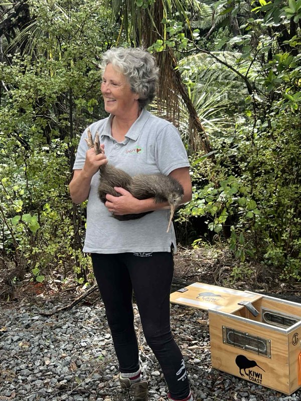 Happy ending , released a male bird that has been all the way to Wildbase hospital at Massey for treatment,  now back home in Russell after a short stay at the B.O.I rehabilitation center.